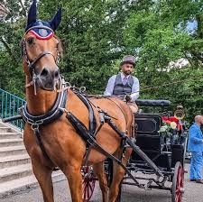 Photo de Attelage de la Gazelle