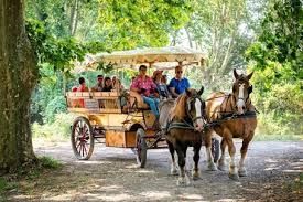 Photo de Les Calèches de Camargue