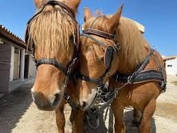 Photo de Les Calèches de Camargue