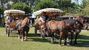 Photo de Les Calèches de Camargue