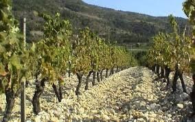 Photo de Caves Carod