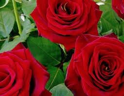 Photo de Côte d'Azur Fleurs