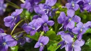 Photo de Côte d'Azur Fleurs