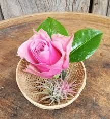 Photo de A L'Eglantier