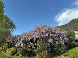 Photo de La Grange Ô Fleurs
