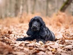 Photo de Virginie Hamon