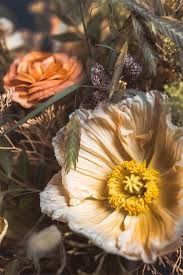 Photo de Histoire de Fleur