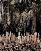 Photo de Jungle Utopia