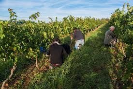 Photo de Domaine de Lastronques