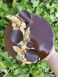 Photo de La Petite Maison Angevine