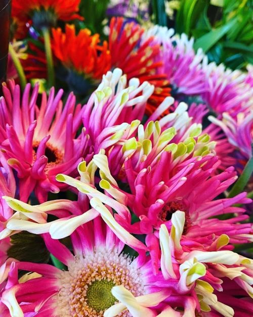 Photo de Macaw's Fleurs