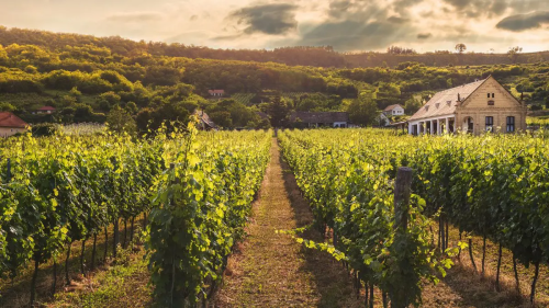 Photo de Maison des vins