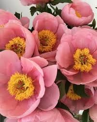 Photo de Marion Les Fleurs !