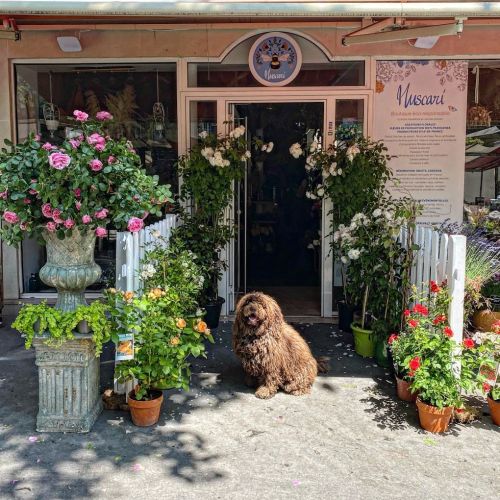 Photo de Muscari Paris