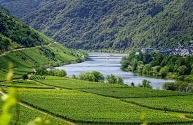 Photo de DOmaine Les Vignes de Paradis