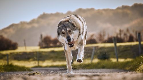 Photo de Pauline Caplier