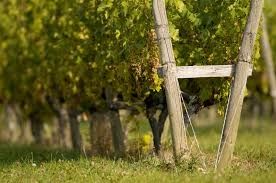 Photo de Domaine Dupraz