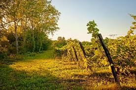 Photo de Domaine de Revel