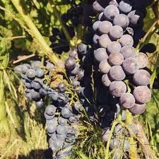 Photo de Domaine de Revel