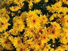 Photo de La Rose des Sables