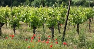 Photo de Domaine de La Sapinière