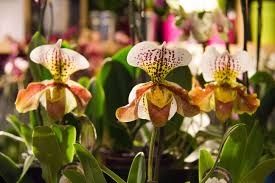 Photo de Quelques Fleurs