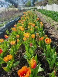 Photo de Les Fleurs de Majolan