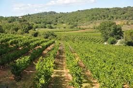 Photo de Domaine Vigne